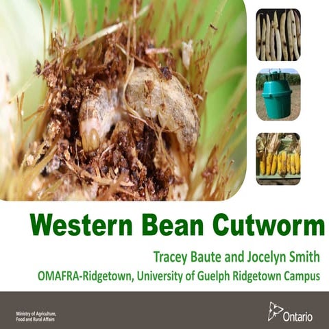 22. Western Bean Cutworm - Tracey Baute and Jocelyn Smith | PDF