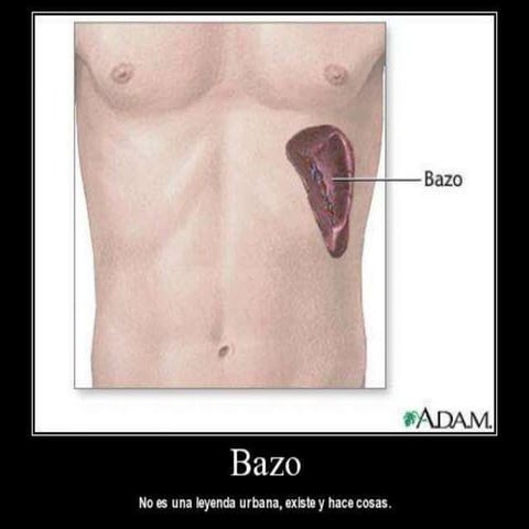Bazo | PPTX
