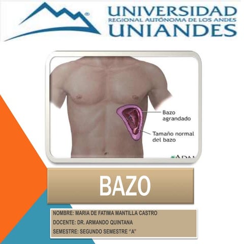 Bazo | PPTX