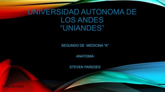 Anatomia del bazo | PPT