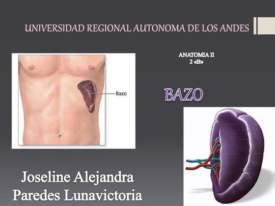 Anatomia del bazo | PPT