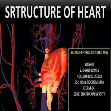 Structure Of Heart