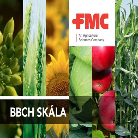 BBCH Skála magyar nyelven a fontos növényekről