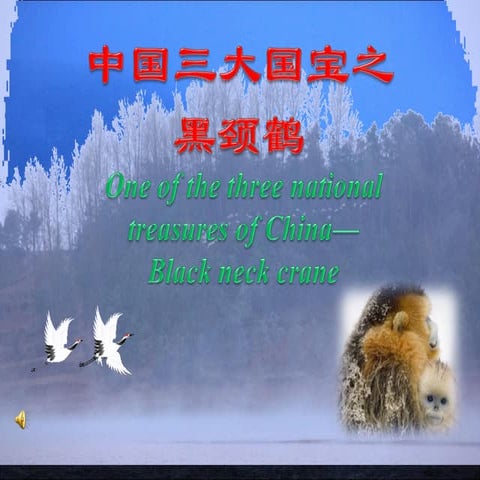 中国三大国宝之黑颈鹤;One of the treee treasures of China-Black-neck Crane;