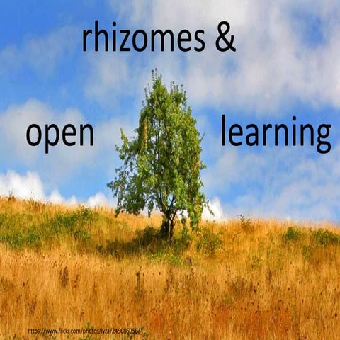 Three questions about education through the lense of the rhizome