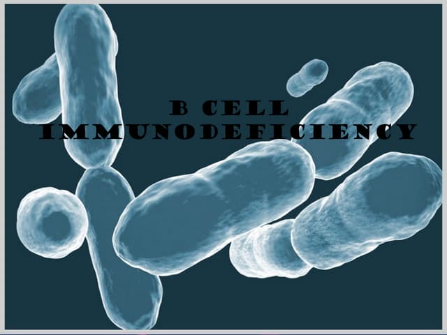 B cell(Immunology)