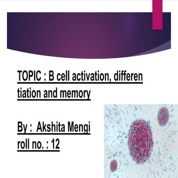 Bcell activation , differentiation and memory 