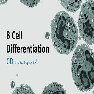 B cell differentiation