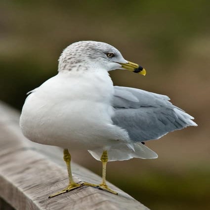 Bolsa Chica - Other Birds