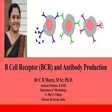 B Cell Receptor & Antibody Production-Dr C R Meera