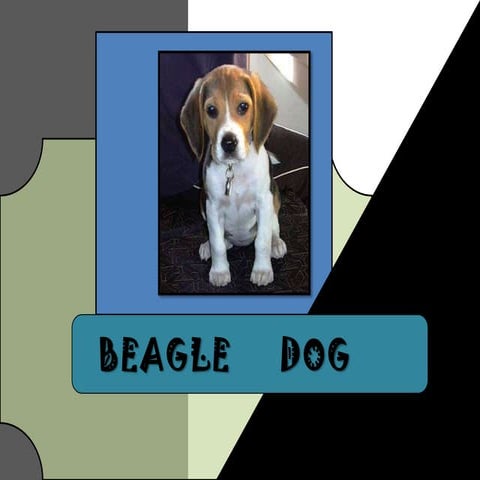 Beagle dog | PPTX