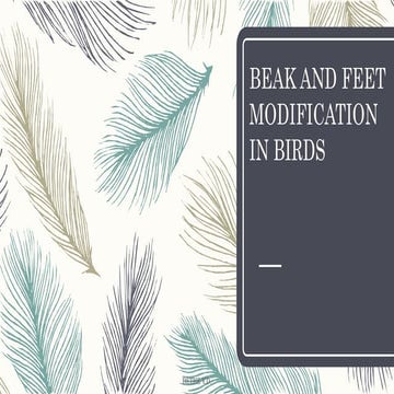 Beak and feet modification in birds