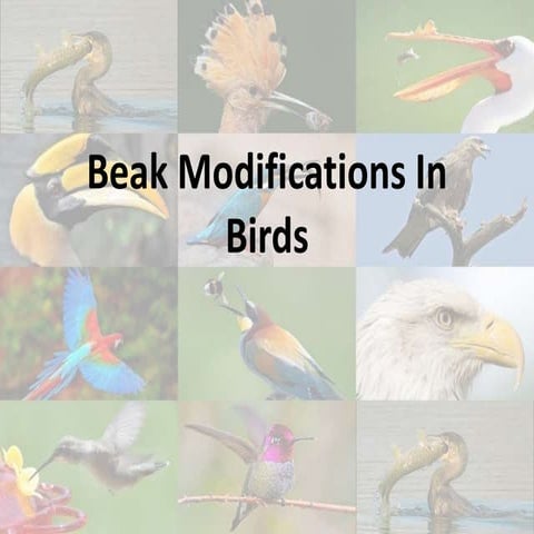 Beak  modifications in birds