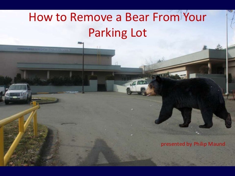 Bear out of parking lot