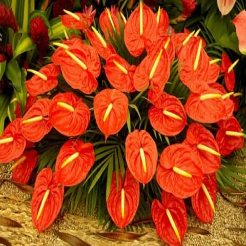 Beautiful Anthurium Flowers..