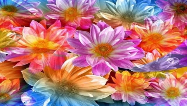 Beautiful Flower Collection