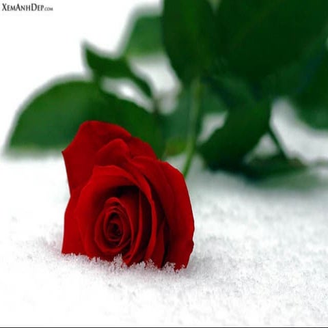 Beautiful Rose Flowers