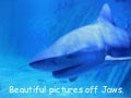 Beautiful Slideshow With Jaws