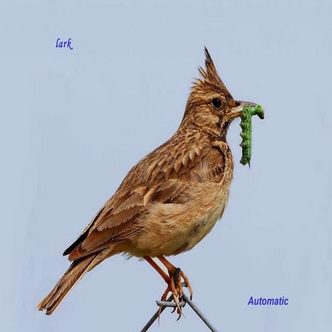 Hawks Adaptations | PPS