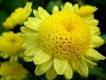 Beautiful Chrysanthemums Flowers