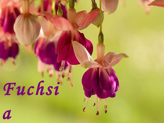 Beautiful Fuchsia Queen