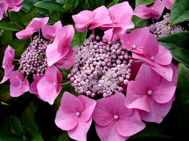 Beautiful Hydrangea Flowers