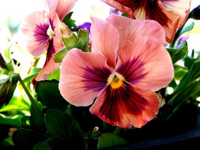Beautiful Pansy Flowers