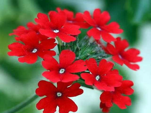 Beautiful Red Flowers