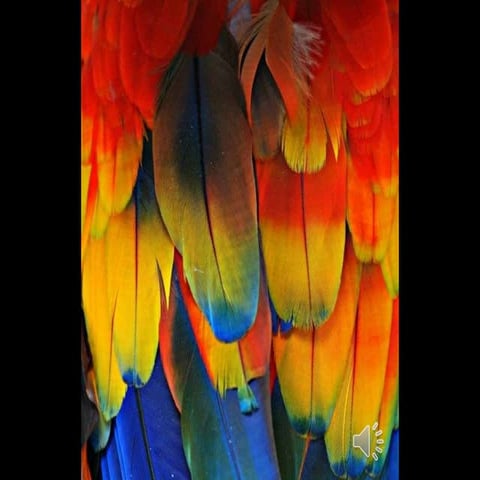 Beautifulspectacle 121125025854-phpapp02 | PPSX