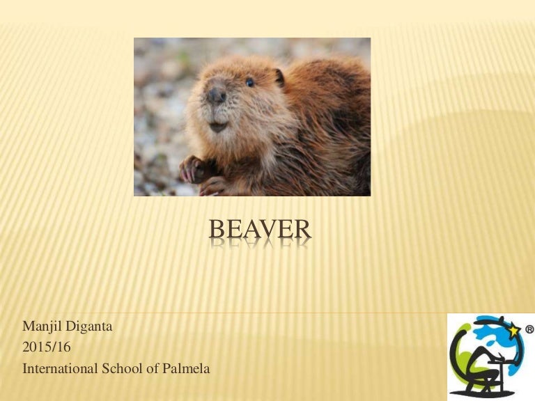 Beaver & it's characteristics