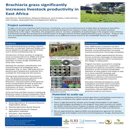 Brachiaria grass significantly increases livestock productivity in East Africa 