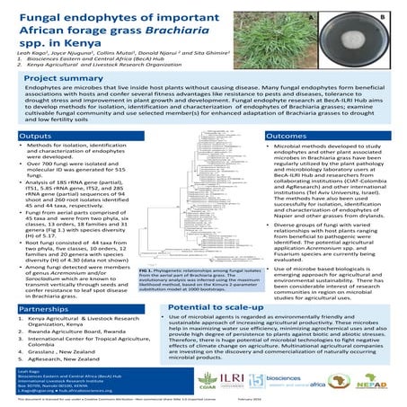 Fungal endophytes of important African forage grass Brachiaria spp. in Kenya 