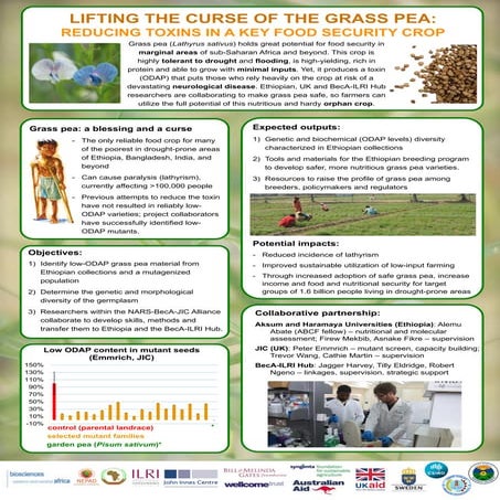 Lifting the curse of the grass pea: Reducing toxins in a key food security crop