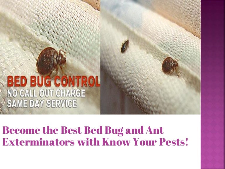 the best bed bug and ant exterminators with know your pests!