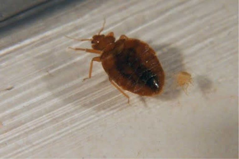 Bed Bug Pest Control Albuquerque New Mexico 1
