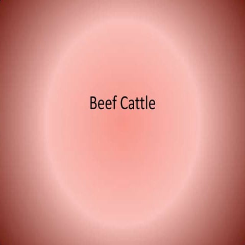 Beef cattle