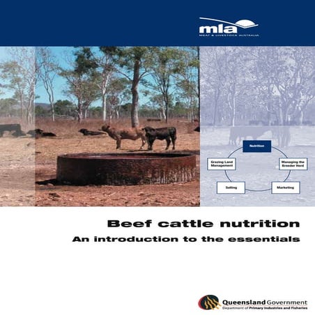 Beef cattle nutrition (australia)