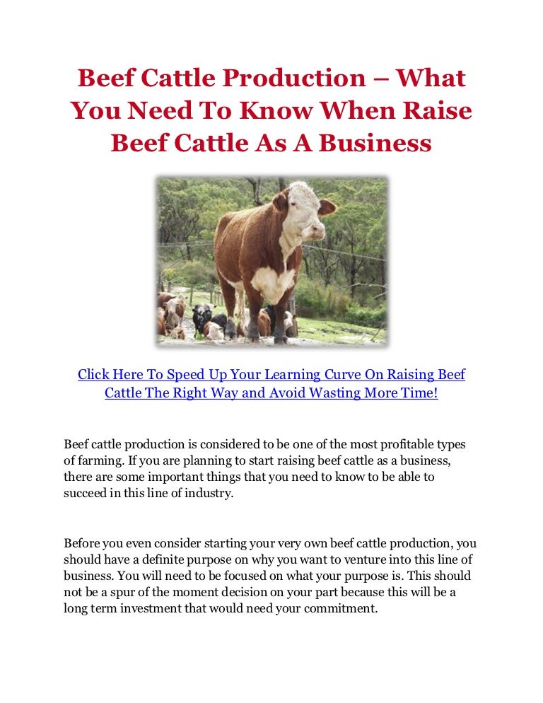 Beef Cattle Production What You Need To Know When Raise Beef Cattle…