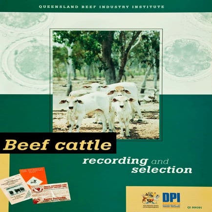 Beef cattle recording and selection (australia)