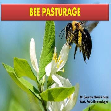 Bee Pasturage: Insights from Dr. Soumya Bharati Babu on Entomology and ...