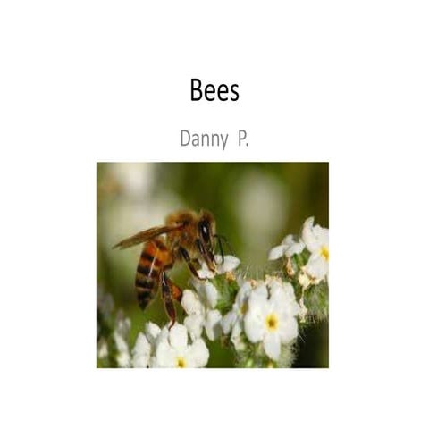 Bees | PPT
