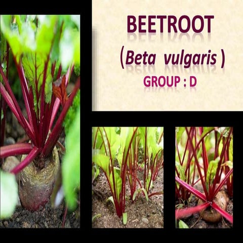 Beet root