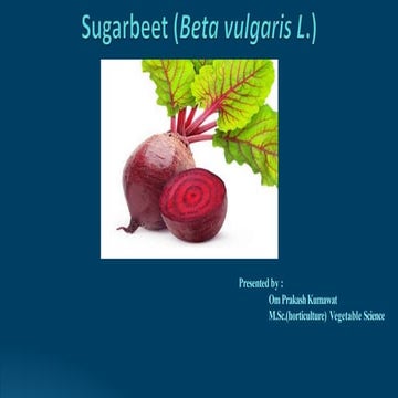 Beet root