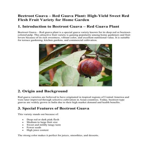 Beetroot Guava – Red Guava Plant with Deep Pink Juicy Fruits | PDF