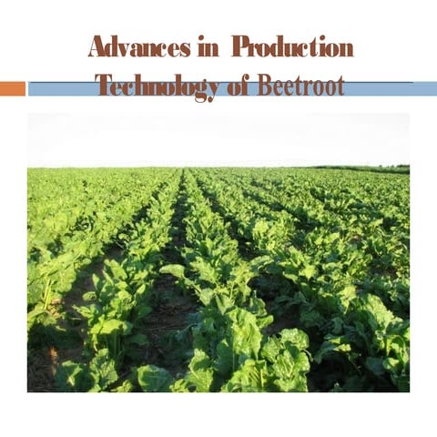 PRODUCTION TECHNOLOGY OF BEETROOT