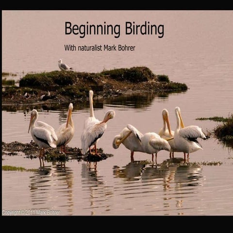 Beginning birding 