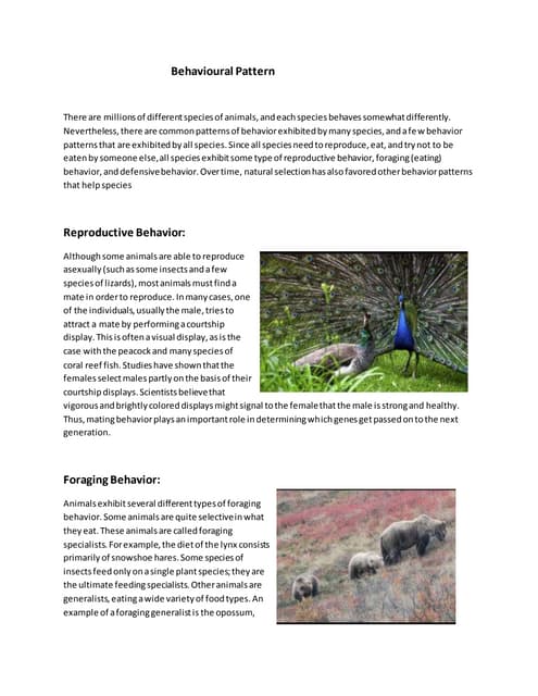 Behavior pattern of animals