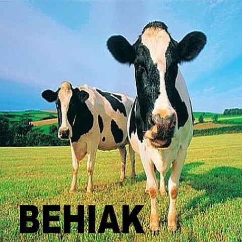 Behiak