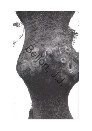 Beljon gramatica del-arte