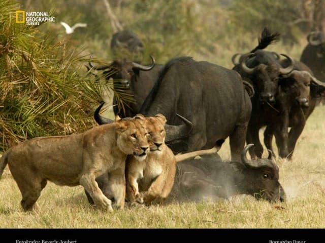 Belles images, de "National Geograp...